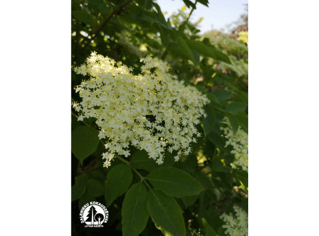 Sambucus nigra   'Obelisk'